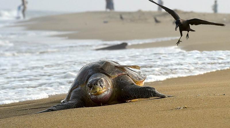 Around 150 marine animals stranded on Karnataka beaches every year: Report