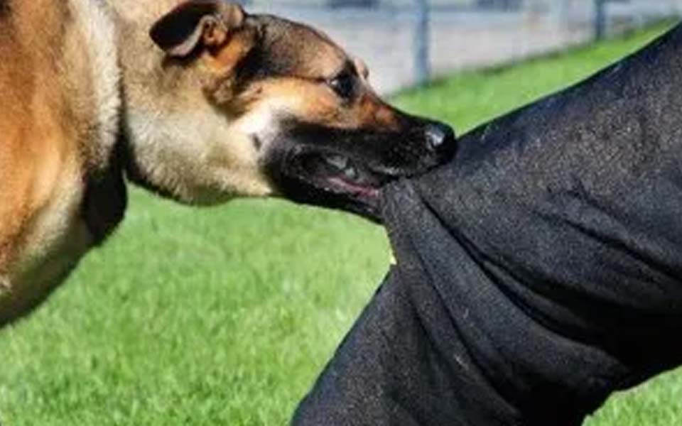 Karnataka sees over 66,400 dog bite cases, eight rabies deaths in two months this year