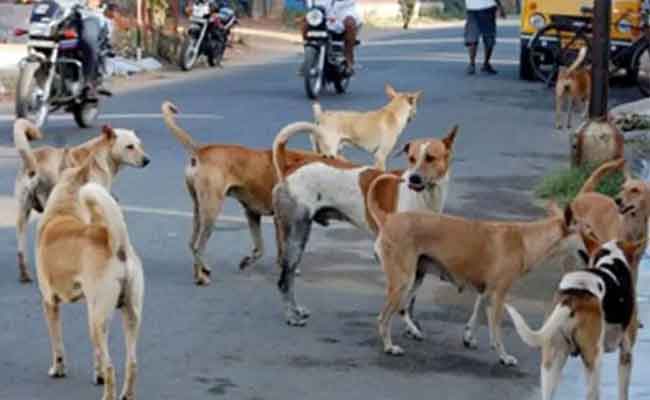 K'taka HC issues notice to BBMP as petitioner questions propriety of microchipping stray dogs