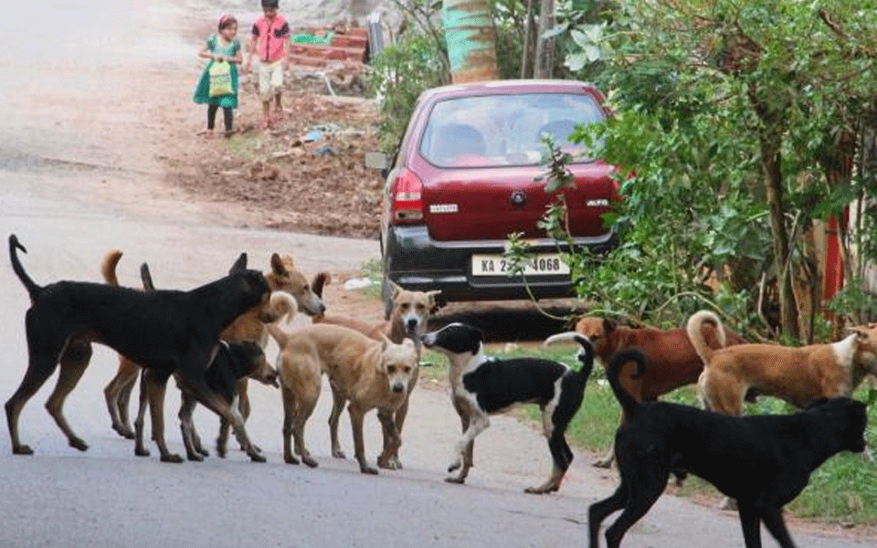 5-year-old Mauled To Death By Stray Dogs