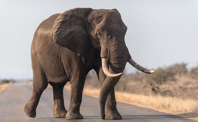 Wild elephant electrocuted after contact with farm fence in Mysuru district