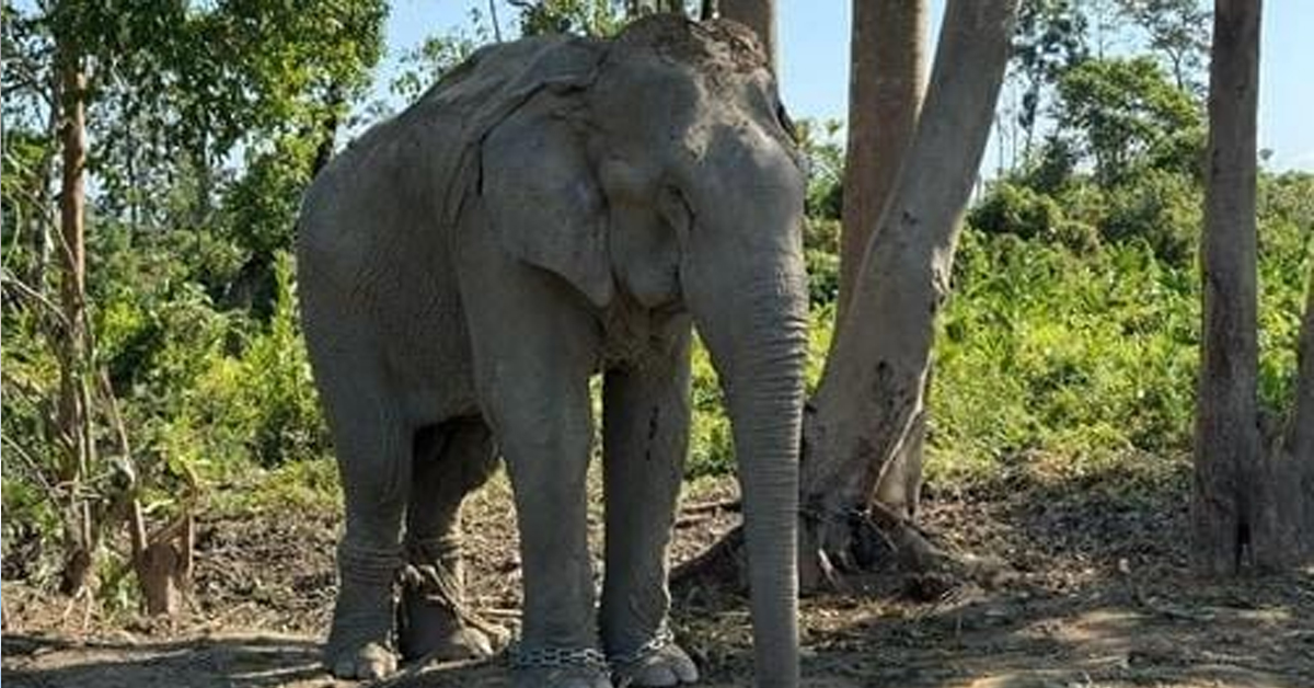Coffee grower dies in elephant attack in K'taka