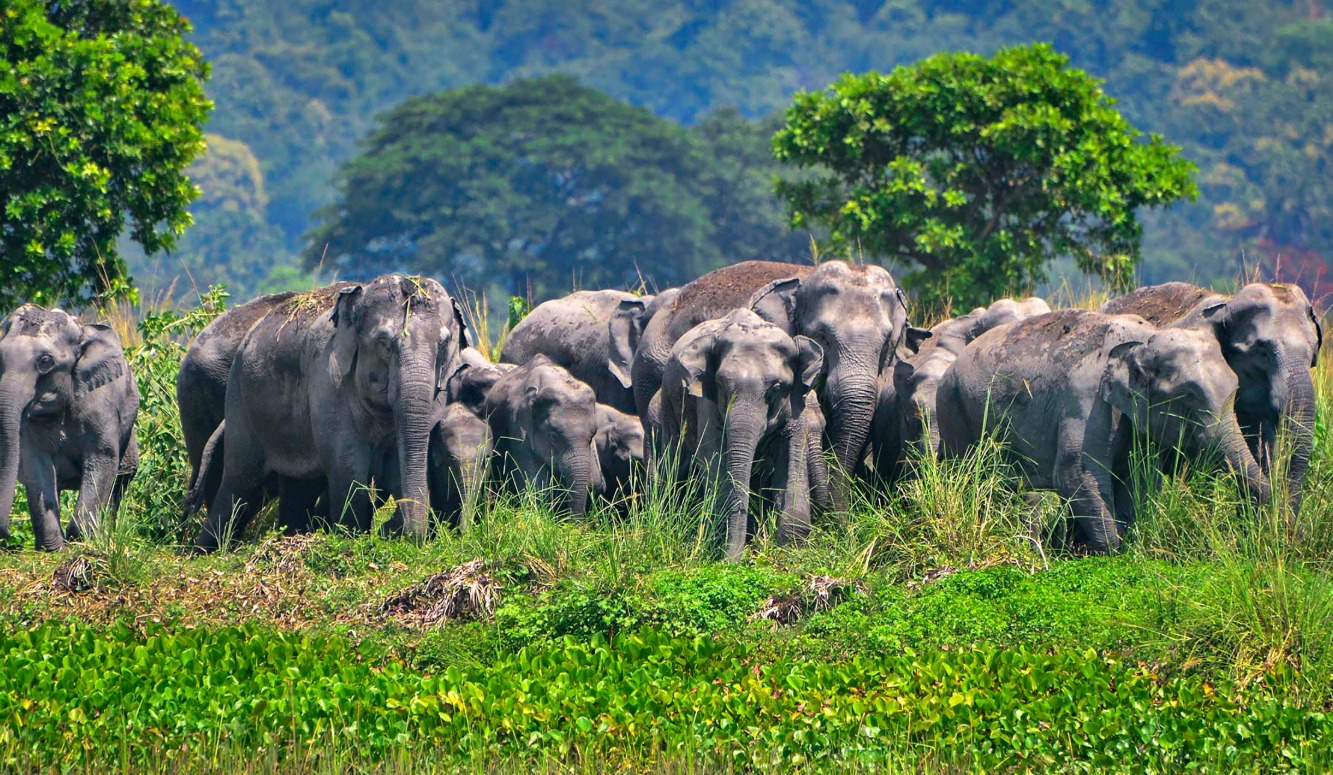 Karnataka records highest wild elephant population with 6,013