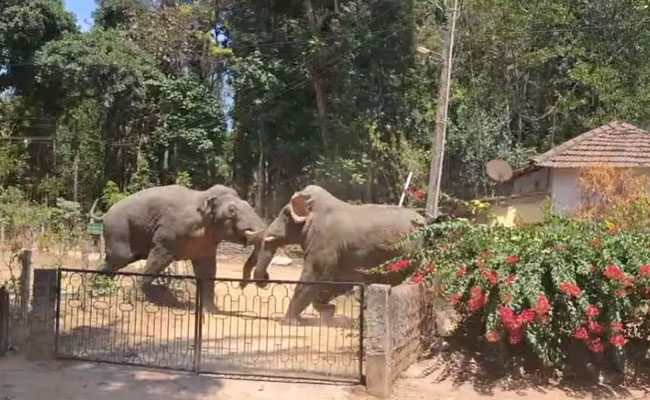Belur: Wild elephants engage in fierce battle, forest department intervenes