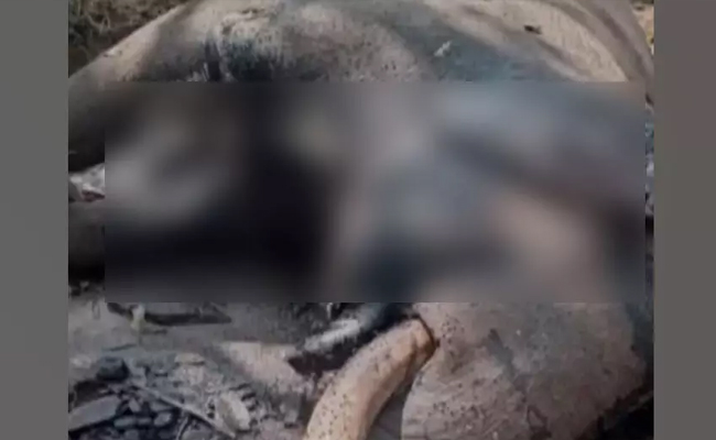 Male elephant found dead in BRT Tiger Reserve in Chamarajanagar