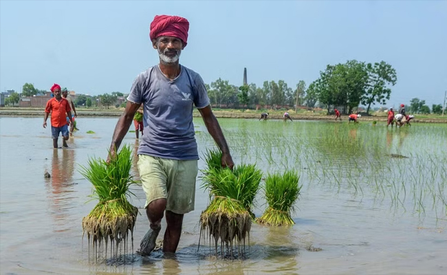 Farmer suicides decline in Karnataka due to Congress-led govt guarantees, friendly schemes: Report