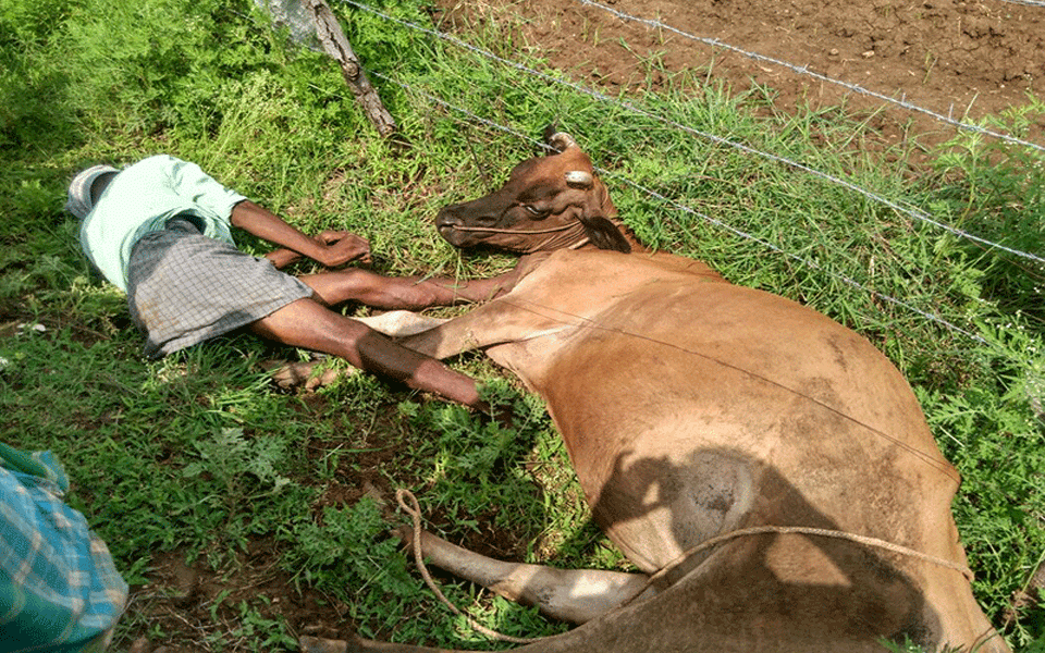 Separate cases: Two farmers electrocuted in Chikkamagaluru