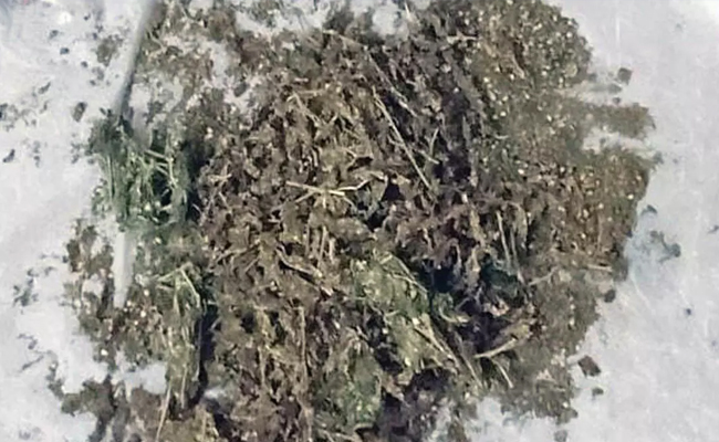 Three Bangkok flyers arrested with Rs 4.53 crore hydroponic ganja at BLR airport