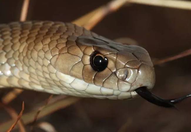 Karnataka sees sharp rise in snakebite incidents in 2024 with 13,235 cases, 101 deaths: Report