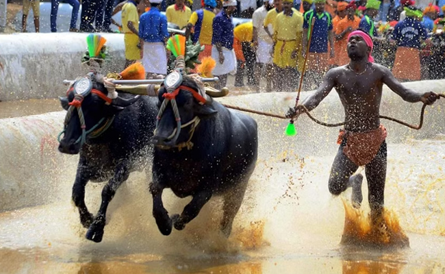 Karnataka government defends statewide ''Kambala'', counters PETA’s petition