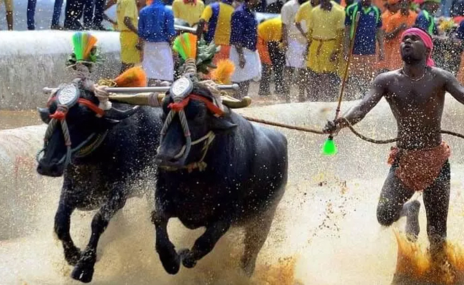 No Kambala event in Bengaluru on Oct 26: Committee informs High Court