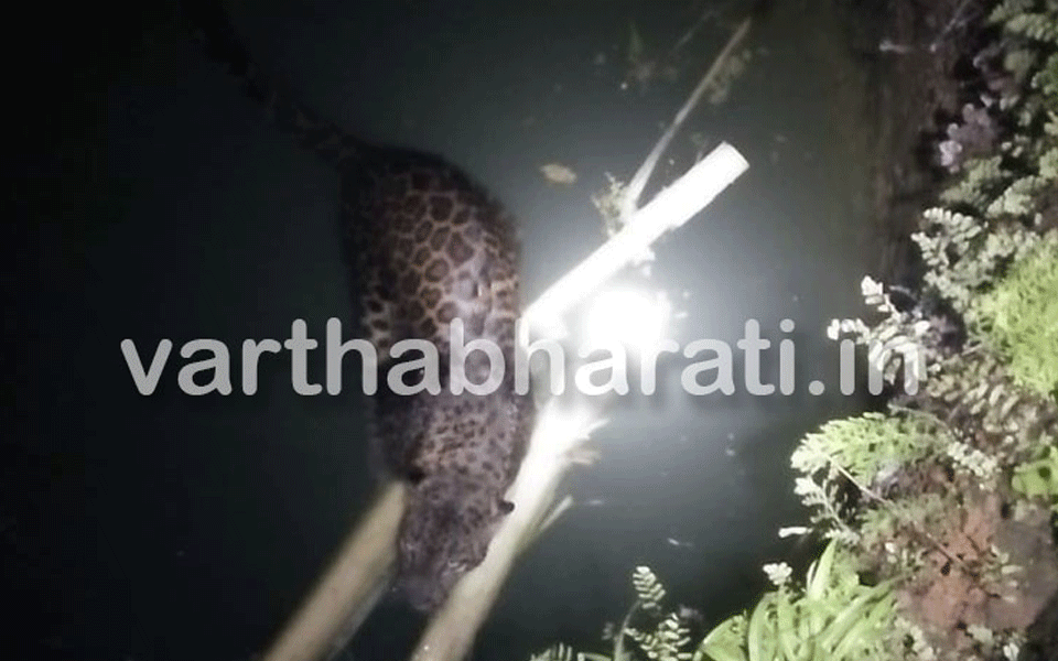 Male leopard fell into well rescued at Kulunge