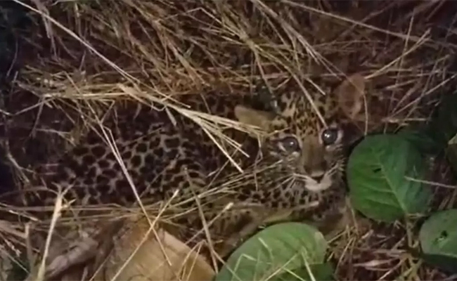 Two leopard cubs seen in banana plantation in Gundlupet taluk