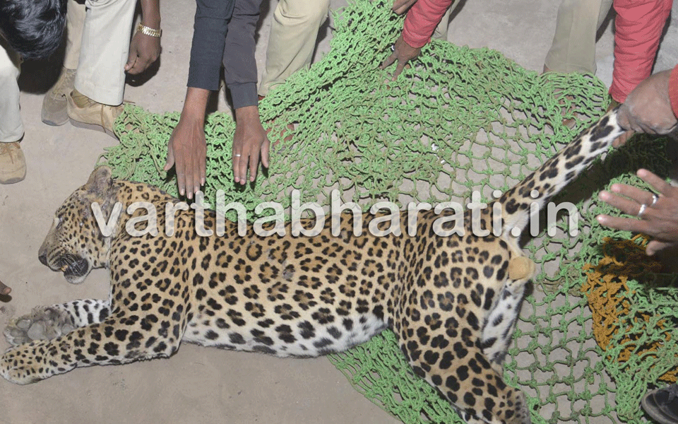 Man rubs leopard's back thinking it to be dog