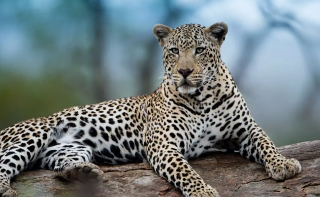 Probe ordered into leopard, unborn cubs’ death near Bengaluru: Minister Khandre