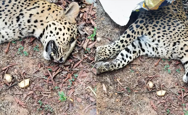 Biker injured, leopard dies in road accident near forest area in Shivamogga