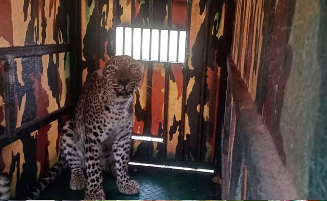 Forest officials capture leopard roaming near fields in Kadur of Haveri district