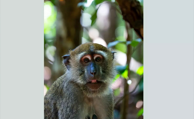 Five cases of KFD infection reported in Shivamogga district; one in Chikkamagaluru