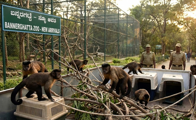 Eight black-capped capuchin monkeys arrive at Bannerghatta zoo