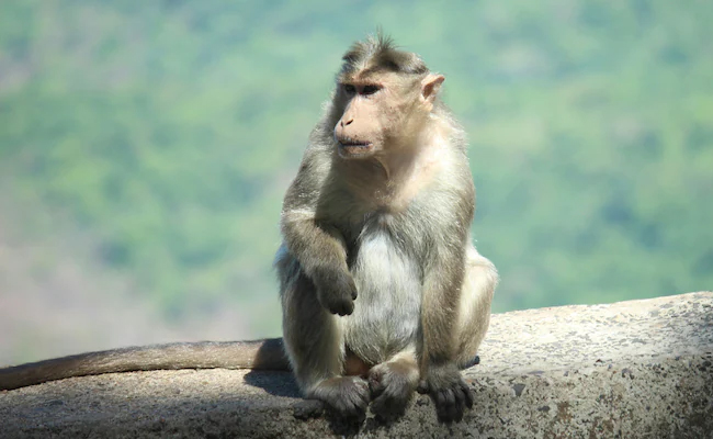 11 monkeys found dead in Karnataka forest area, viscera sent for lab tests