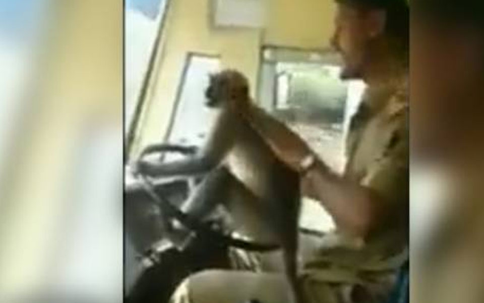 KSRTC removes driver from duty for letting monkey take the wheel