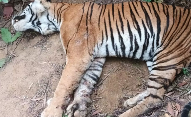 Tiger found dead in coffee plantation in Madikeri; died of exhaustion after fight, say officers