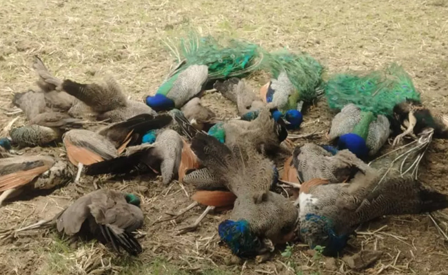 Karnataka: H5N1 confirmed in death of 44 peacocks in Tumakuru
