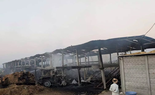 Over 700 sheep killed in fire at transport shed in Sindhanur
