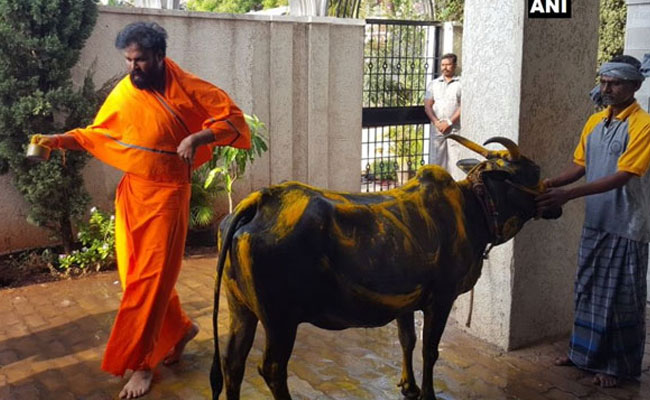 BJP contestant worships cow before voting