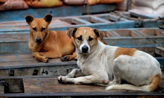 Stray dogs pose new challenge for survey enumerators in Karnataka's Hosapete