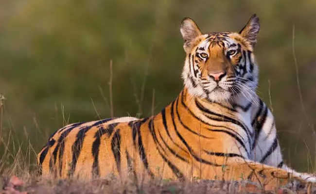 India lost nearly 166 tigers in 2025, majority deaths outside protected areas says NTCA report