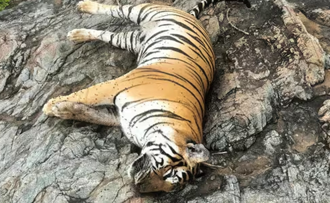 Karnataka forest minister orders probe into death of tiger caught in snare
