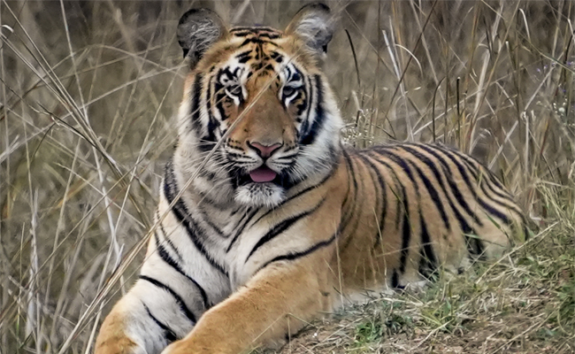 Tigress electrocuted in Karnataka