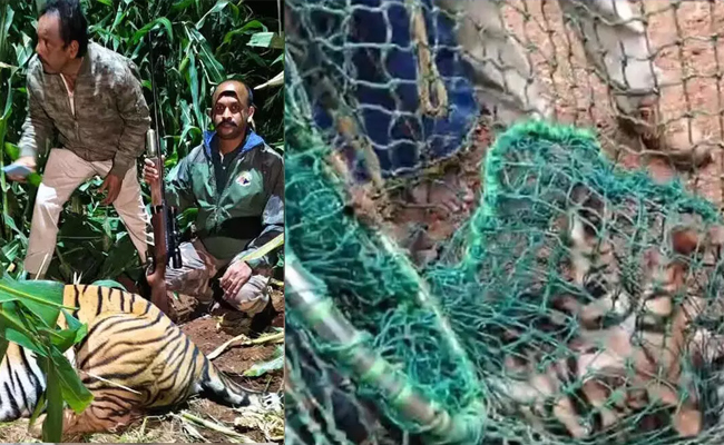 Four rescued tiger cubs die at Mysuru centre; viral infection suspected