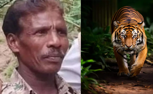Forest guard killed in tiger attack in Bandipur Tiger Reserve