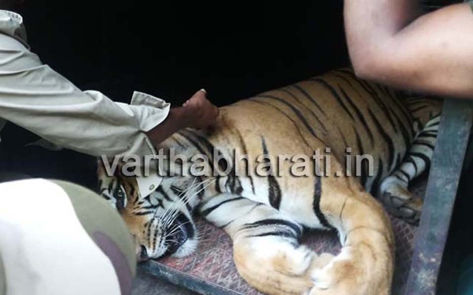 Tiger captured after it killed 2 persons in Bandipur