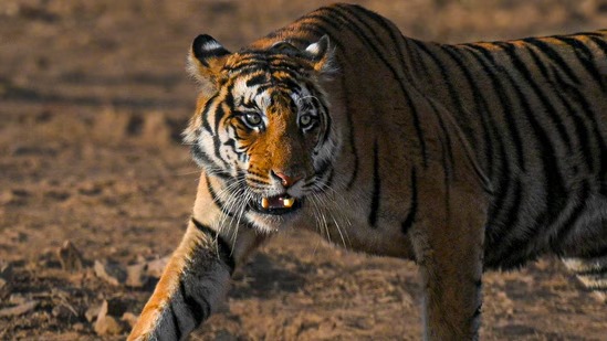 Wild encounters, rural gains: Tiger tourism spreads outside reserves in Karnataka