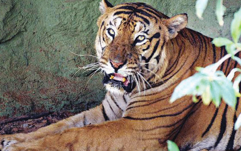 Mysuru: Man mauled to death by tiger