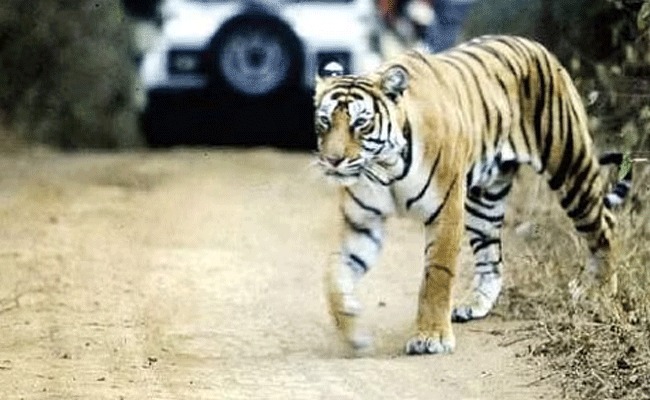 Two tigers spotted outside Mysuru; video clip of one goes viral on social media