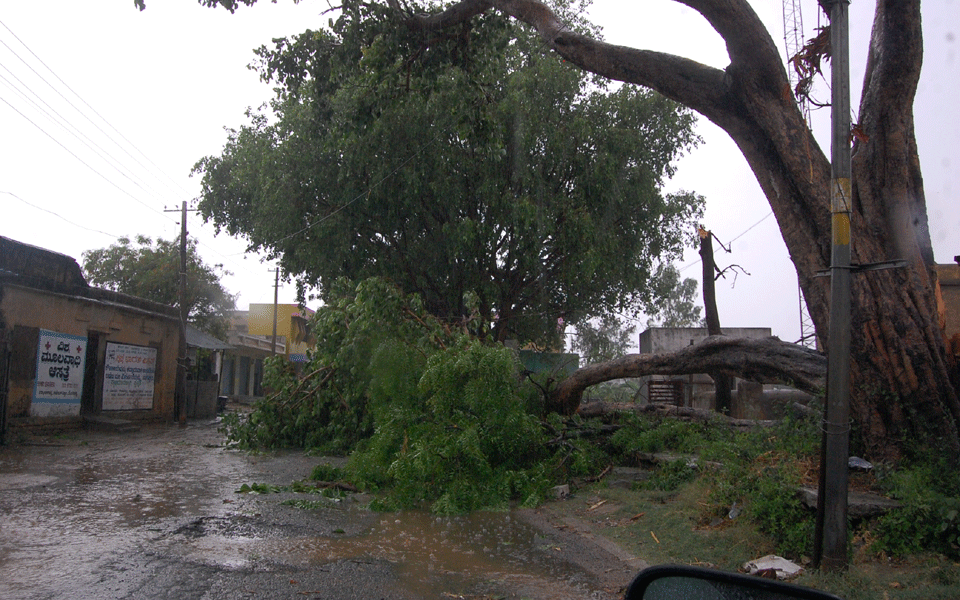 Bagepalli: Heavy rain, storm uproot banyan tree
