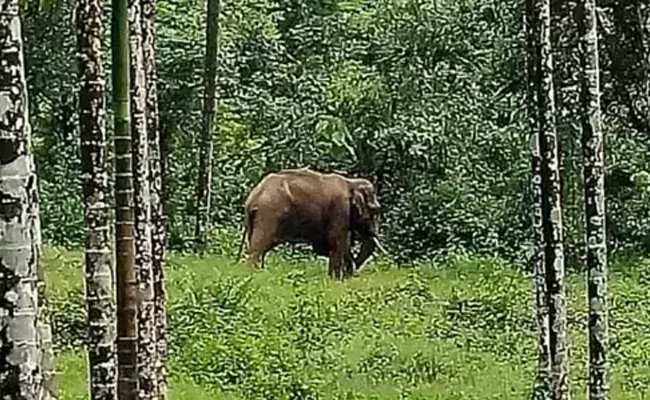 Belur: Two women working in coffee plantation sustain severe injuries in wild elephant attack