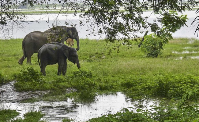 Assam floods