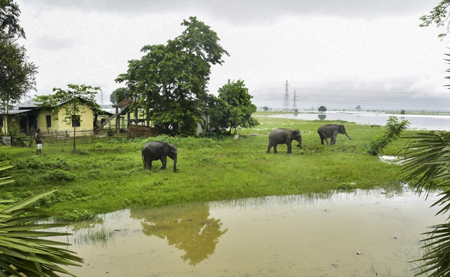 Assam floods