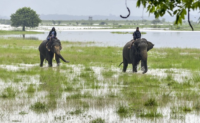 Assam floods