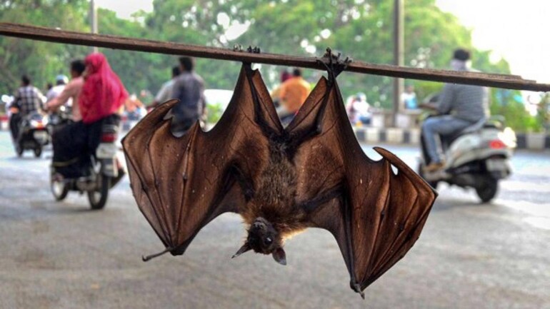 NeoCov coronavirus found in bats may pose threat to humans in future, Chinese scientists caution