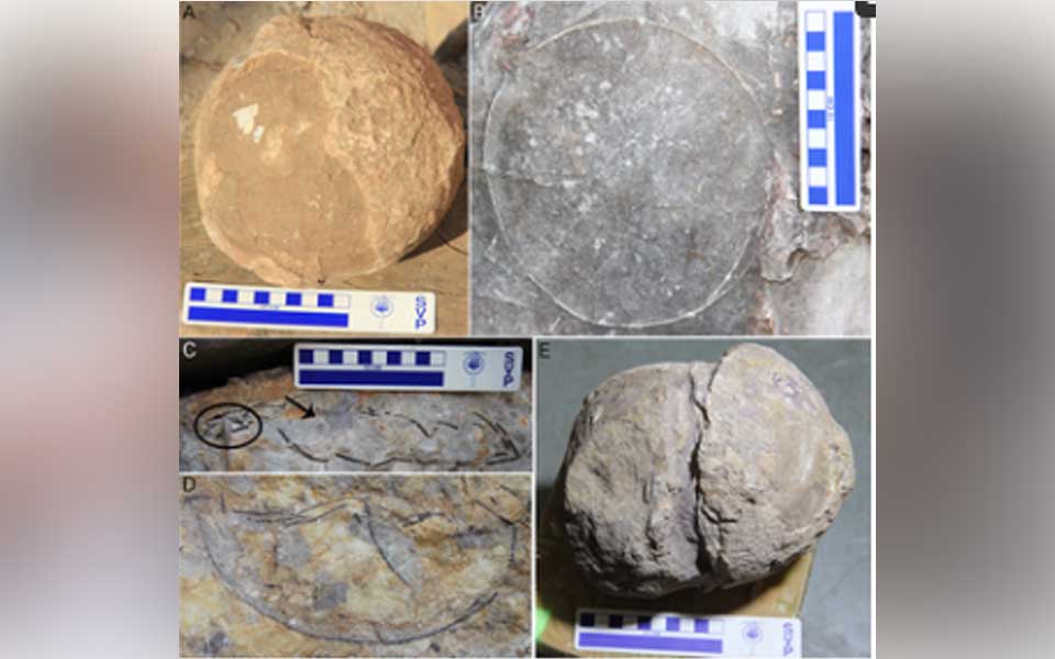 Madhya Pradesh: Paleontologists find rare dinosaur nests in Narmada valley