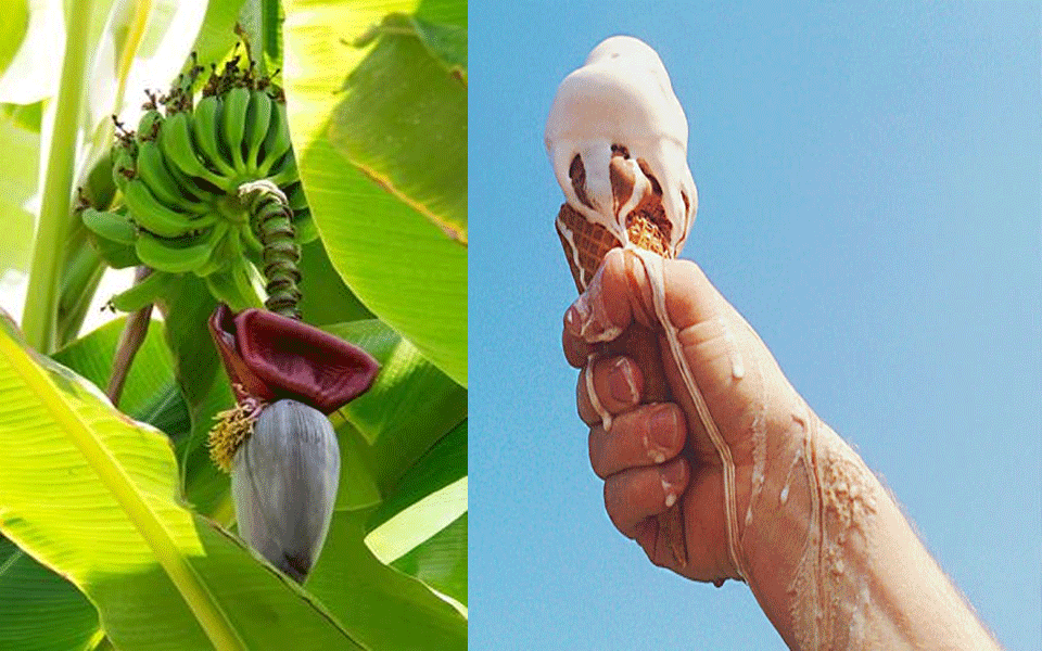 Banana plant extract may help you relish melt-proof ice cream