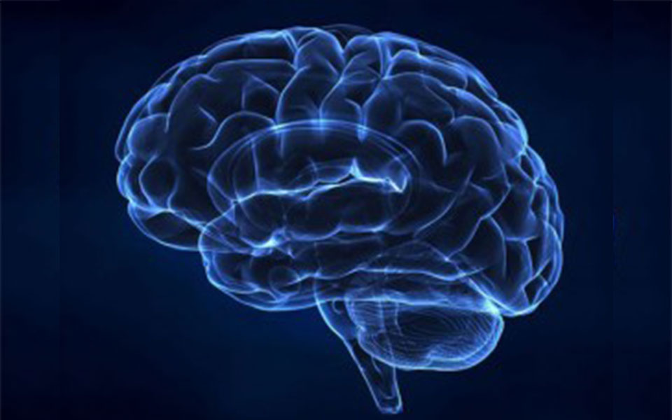 Study claims stronger people have sharper brains