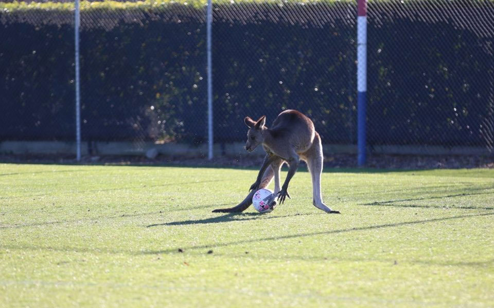 Kangaroo halts Australian football match