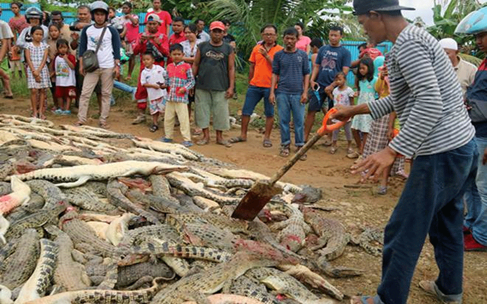 Indonesia villagers slaughter 292 crocodiles